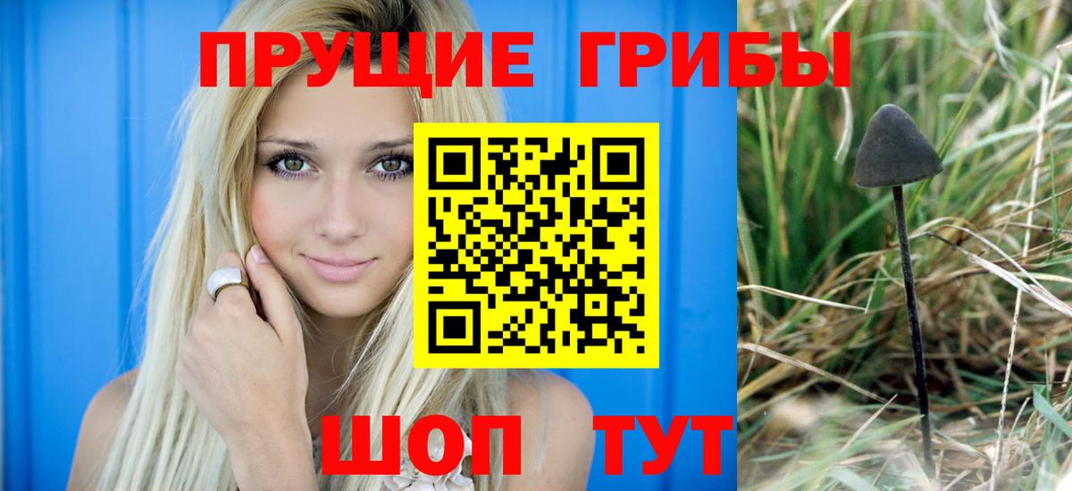 Псилоцибиновые грибы Psilocybine cubensis  Вход с VPN  Краснознаменск  Псилоцибиновые грибы прущие грибы 